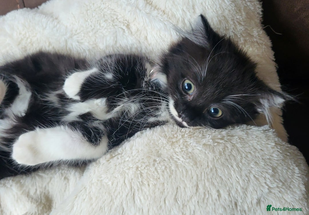 British Longhair cats for sale: 2 gorgeous kittens avaliable  - Image 10