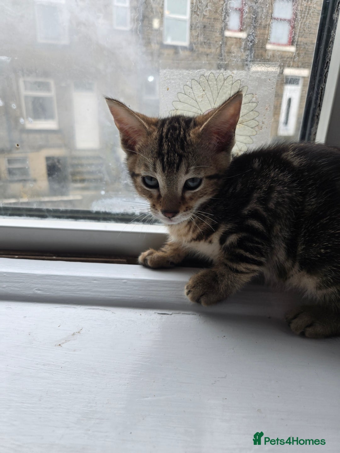 Bengal cats for sale: Two stunning little girls absolutely stunning!!!  - Advert 17