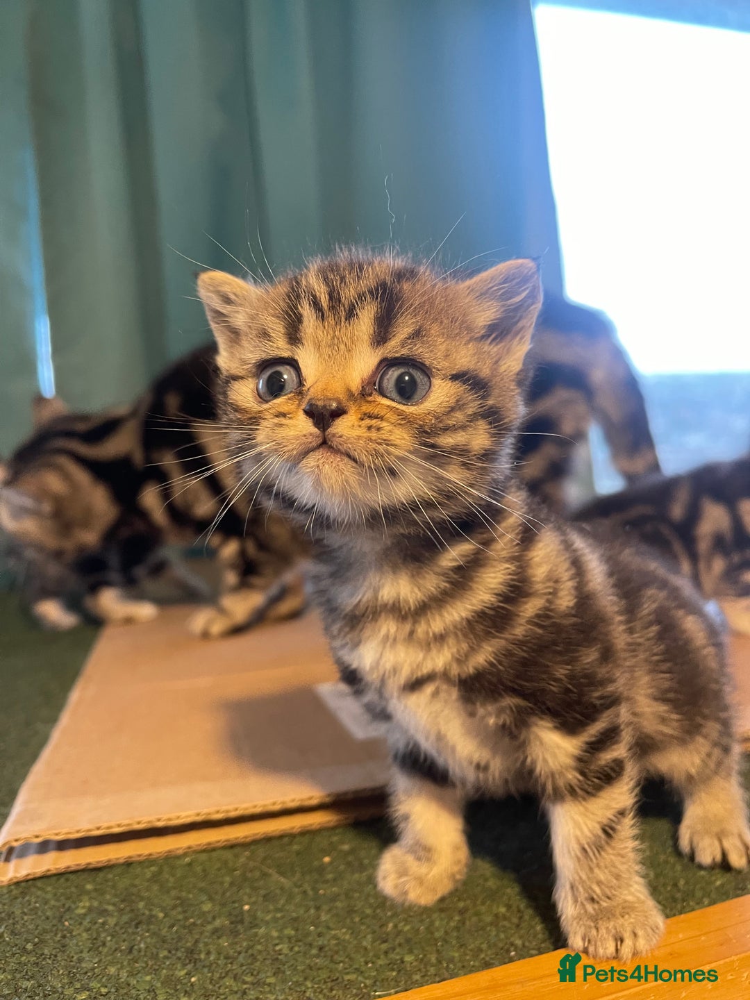 British Shorthair cats for sale: Bsh. Brown Tabby boy. RESERVED FOR JAMIE. - Advert 3