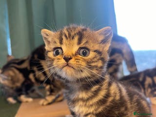 British Shorthair cats Bsh. Brown Tabby boy. - Advert 2