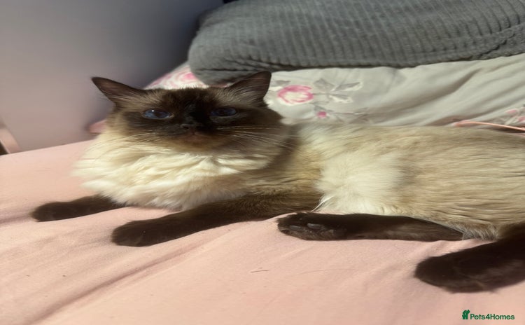 Ragdoll cats - Advert 1