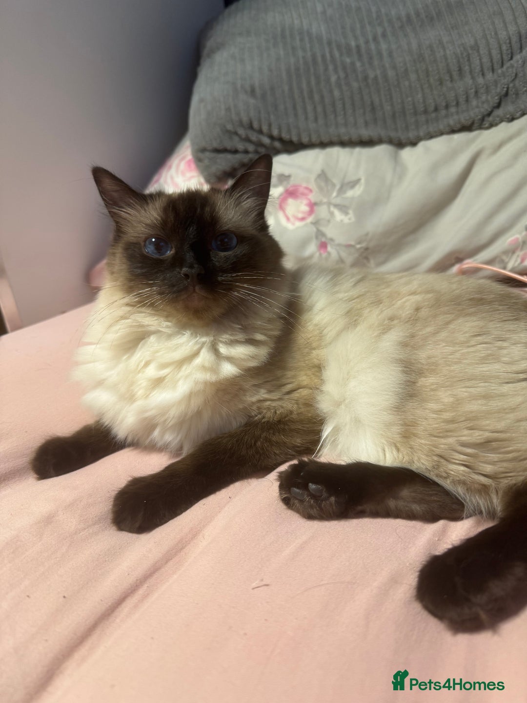Ragdoll cats for sale: 1x Female 1 x Male Ragdoll cats aged 20 months - Image 1