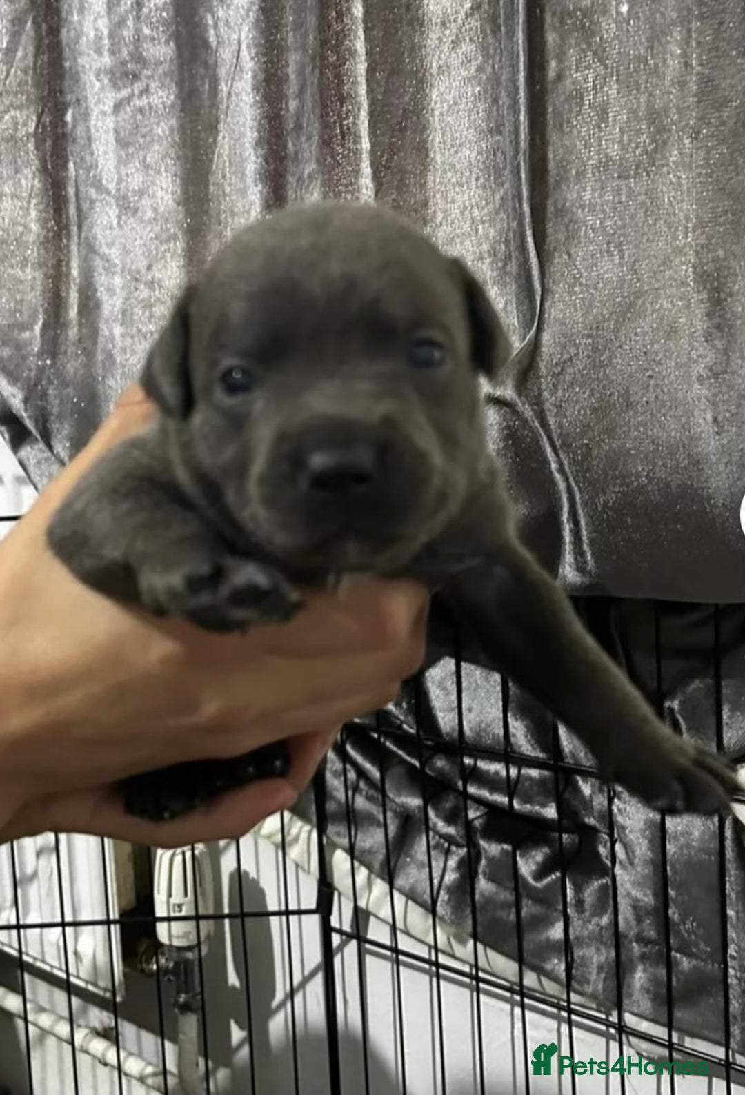 Staffordshire Bull Terrier dogs for sale: Staffordshire bull terrier puppies - Image 12