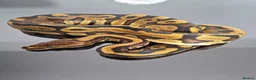 Python Snake reptiles for sale: Regius pythons/ ball pythos - Advert 12