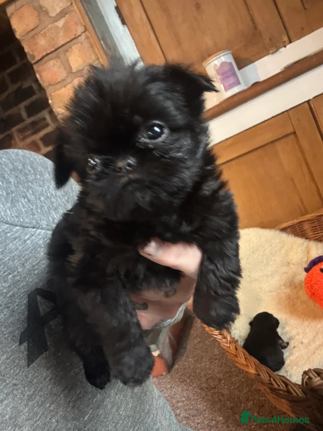 Griffon Bruxellois dogs for sale: Beautiful Rough coated Brussels Griffons  - Advert 9