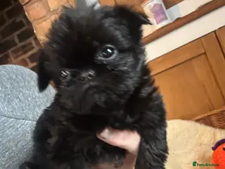 Griffon Bruxellois dogs Beautiful Rough coated Brussels Griffons - Advert 11