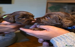 Cockapoo dogs for sale: Adorable F2b Cockapoo Puppies – Ready to Reserve  - Image 22
