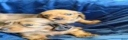 Miniature Dachshund dogs for sale: Beautiful Dapple Litter Born 14th June 2026 - Advert 3