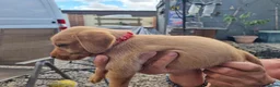 Mixed Breed dogs for sale: Viszlador puppies  - Advert 13