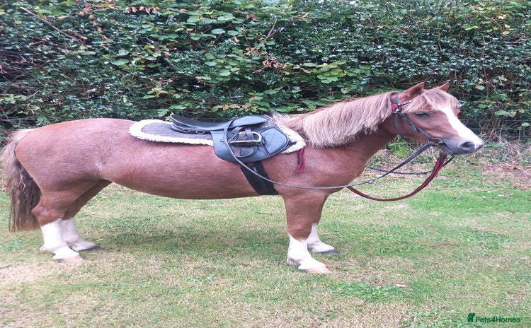 Welsh Section A horses - Advert 1