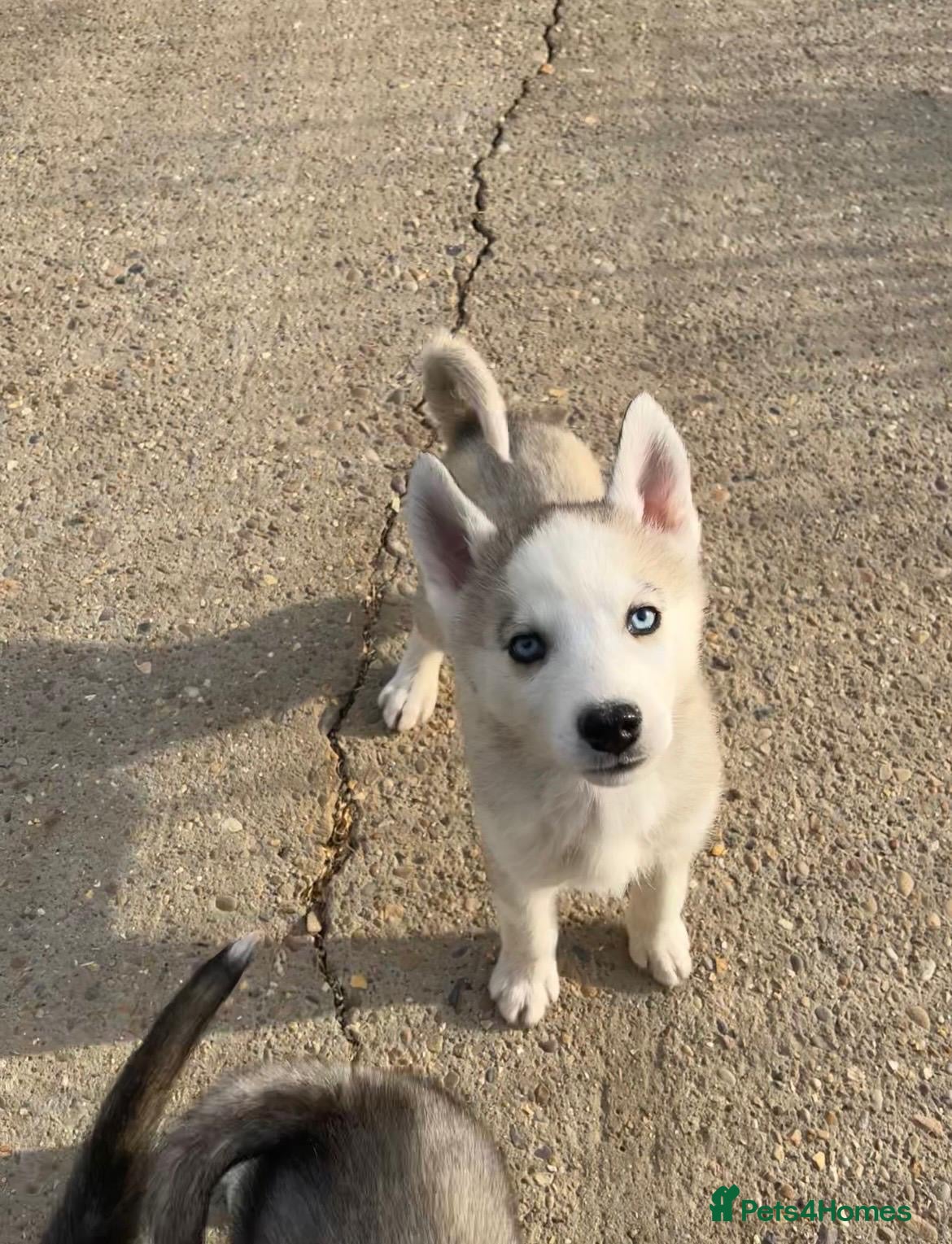 Siberian Husky dogs for sale: Stunning husky puppies  in Boston - Advert 8