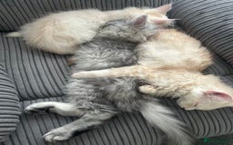 Maine Coon cats for sale: Main Coon kittens for sale - Image 25