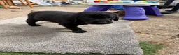 Labrador Retriever dogs for sale: Puppies for sal in Slough - Advert 6