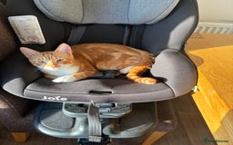 Mixed Breed cats for sale: Male cat  - Image 5