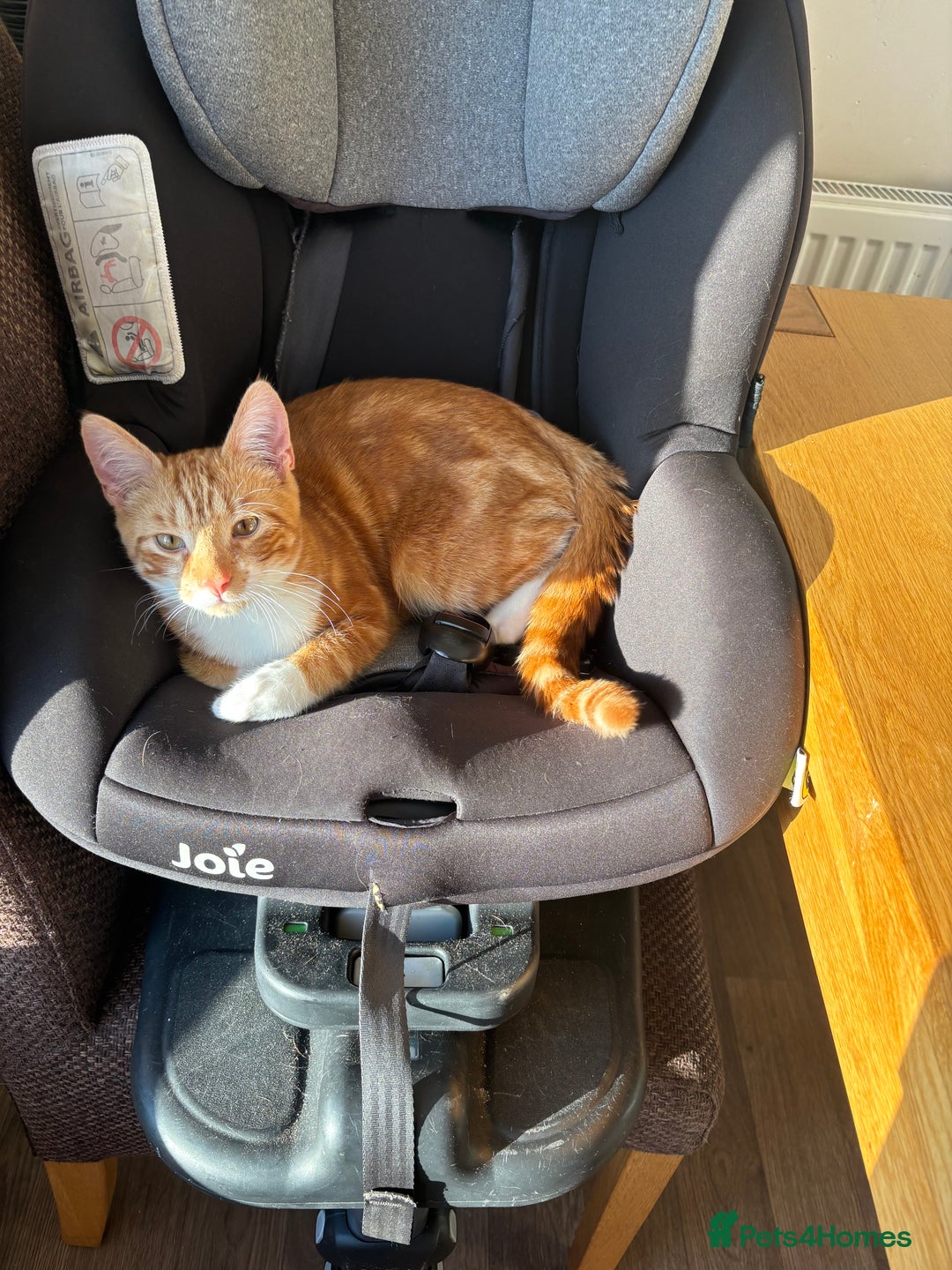 Mixed Breed cats for sale: Male cat  - Image 5
