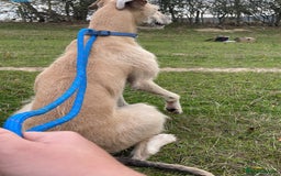 Mixed Breed dogs for sale: Female lurcher  - Image 1