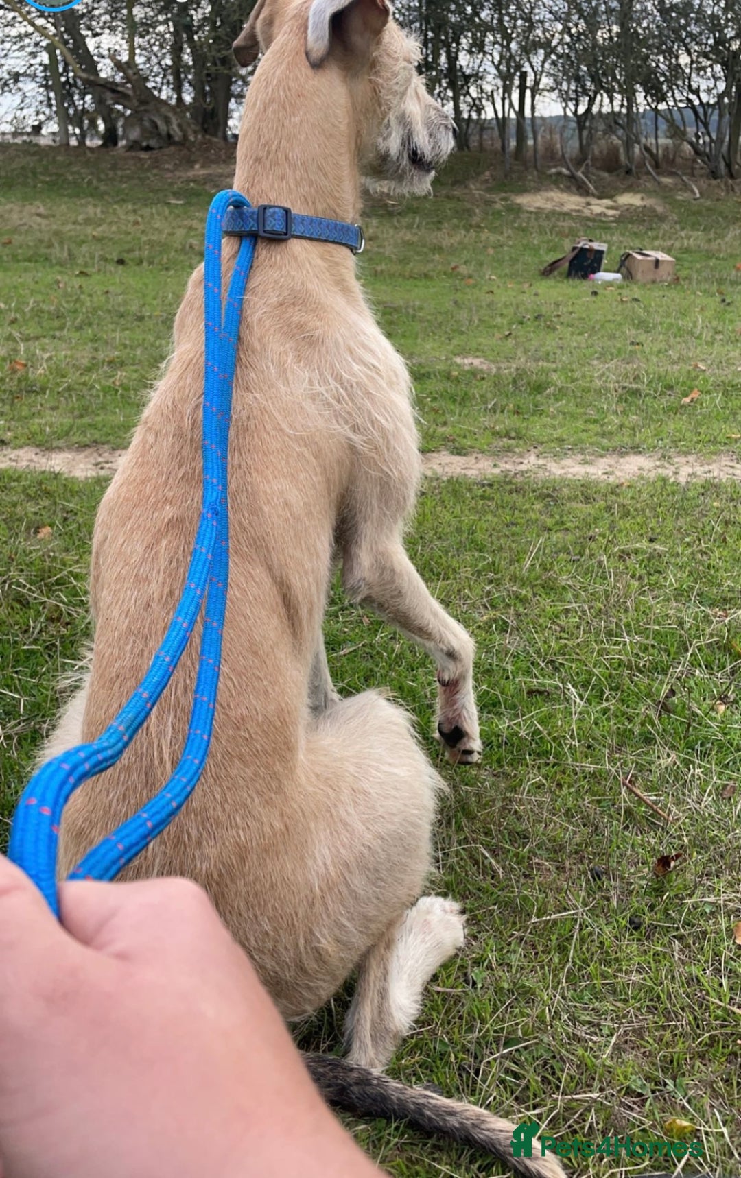 Mixed Breed dogs for sale: Female lurcher  - Image 1