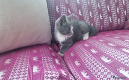 Munchkin cats for sale: Munchkin x Scottish Fold - Image 7