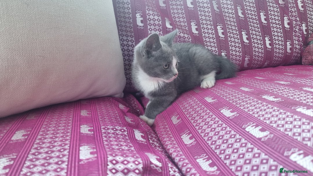 Munchkin cats for sale: Munchkin x Scottish Fold - Image 7