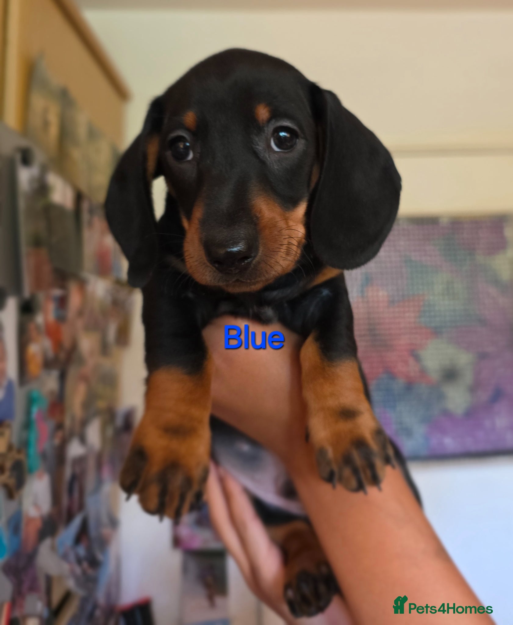 Miniature Dachshund dogs SILVER/BLACK Adorable dachshund puppies for sale😍 - Advert 13