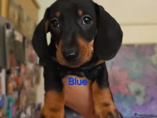 Miniature Dachshund dogs SILVER/BLACK Adorable dachshund puppies for sale😍 - Advert 10