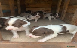 English Springer Spaniel dogs for sale: 7  Spingerspainel Puppies - Image 6