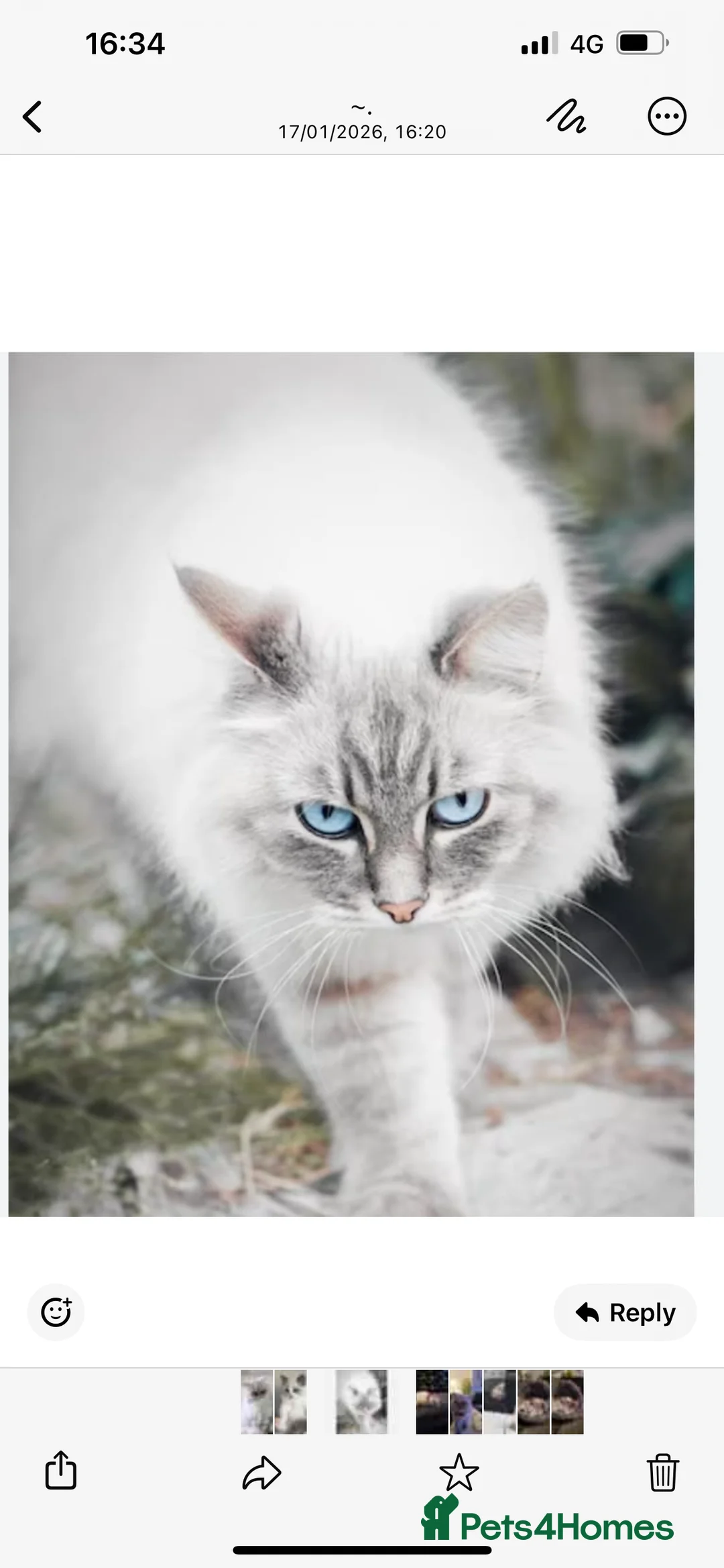 Persian cats for sale: Persian kitten in Watford - Advert 3