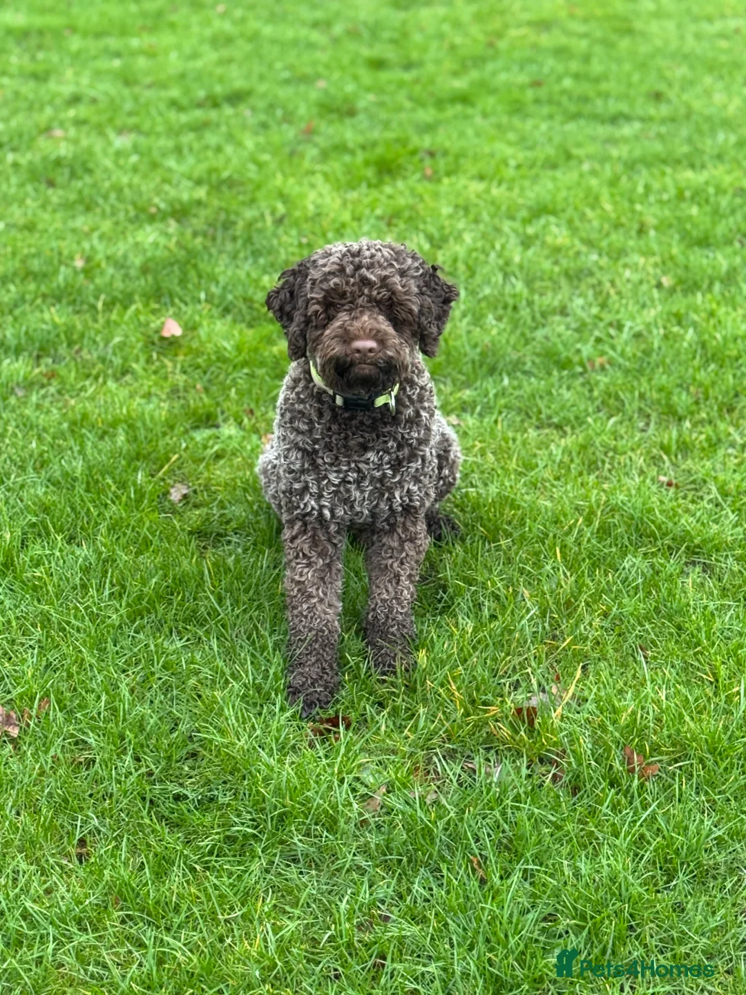 Lagotto Romagnolo dogs for stud: Max - KC registered lagotto in Pudsey - Advert 4