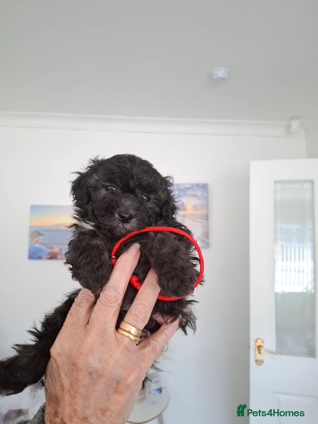 Maltipoo dogs for sale: 2 little black boys in Stoke-on-Trent - Advert 2