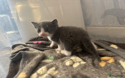Domestic Shorthair cats for sale: Gorgeous kittens for sale. - Image 5