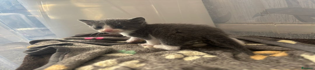 Domestic Shorthair Kitten 2
