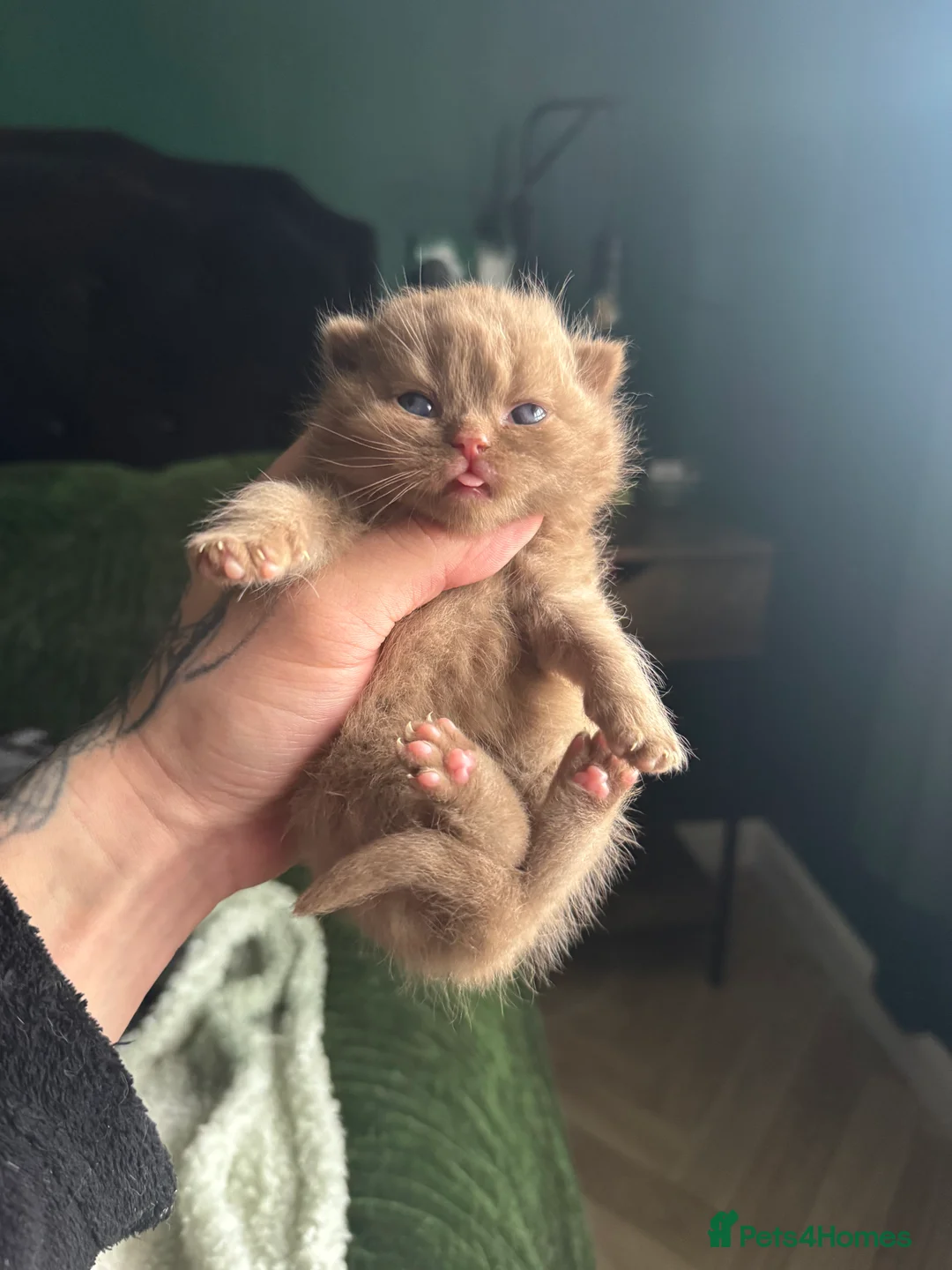 British Shorthair cats for sale: Tica reg BSH kittens  - Advert 25