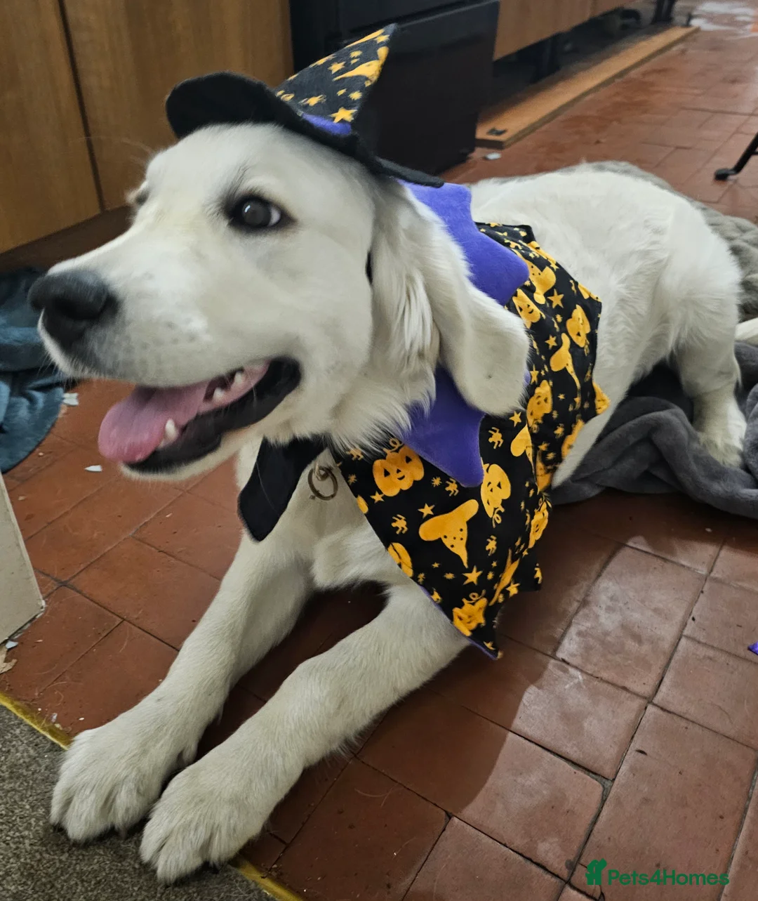 Golden Retriever dogs for sale: KC Reg Golden Retriever (F) 8mo – £1,100 ONO - Advert 6