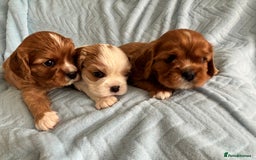 Cavalier King Charles Spaniel dogs for sale: Beautiful Ruby and Blenheim cavalier puppies - Image 12