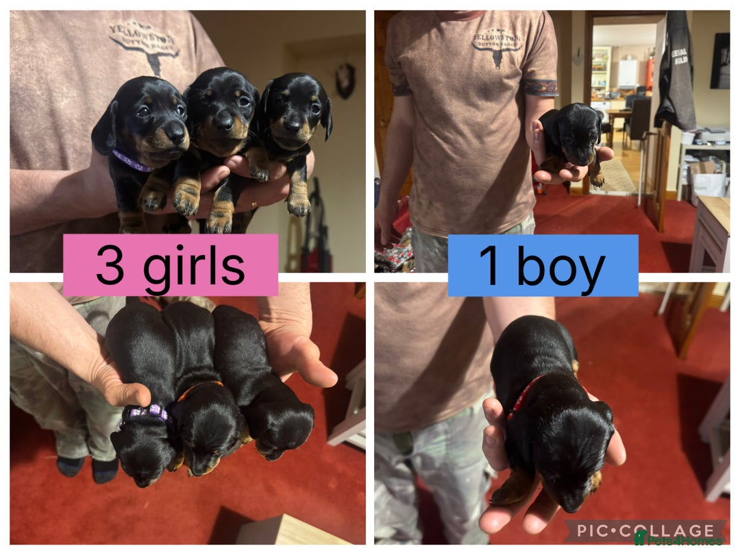 Miniature Dachshund dogs for sale: Miniature dachshund smooth haired black&tan kc reg - Advert 1