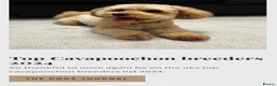 Cavapoochon dogs for sale: Exceptional Extensively health tested cavapoochon - Advert 14