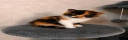 Mixed Breed cats for sale: Kittens Looking for Their Forever Homes🏡❤️ - Advert 13