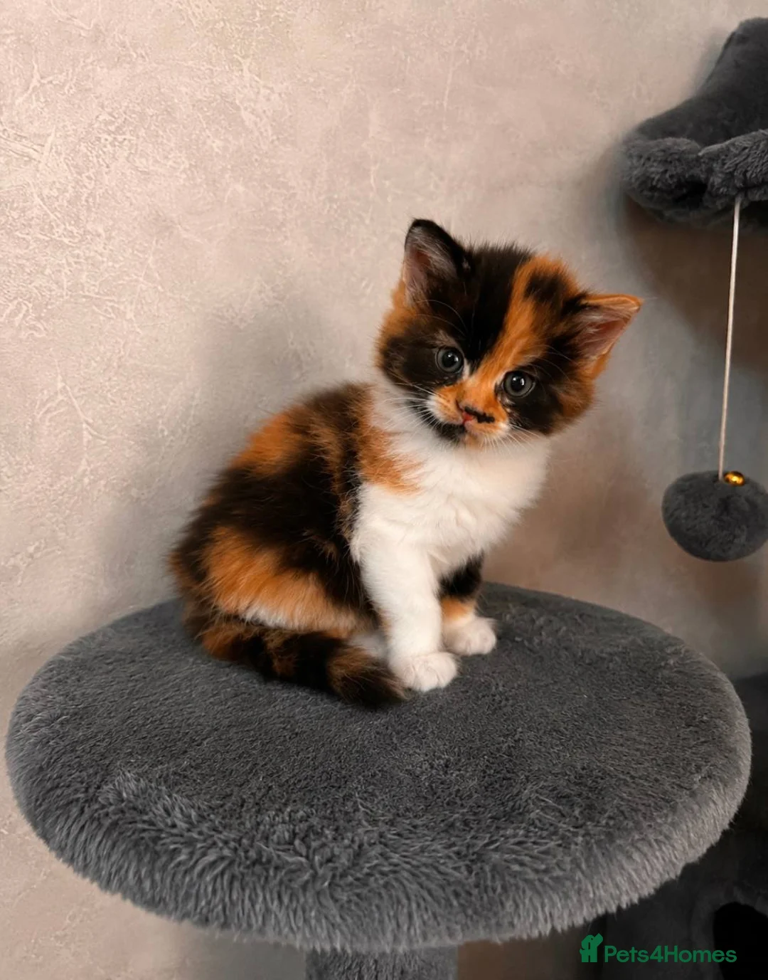 Mixed Breed cats for sale: Kittens Looking for Their Forever Homes🏡❤️ - Advert 13