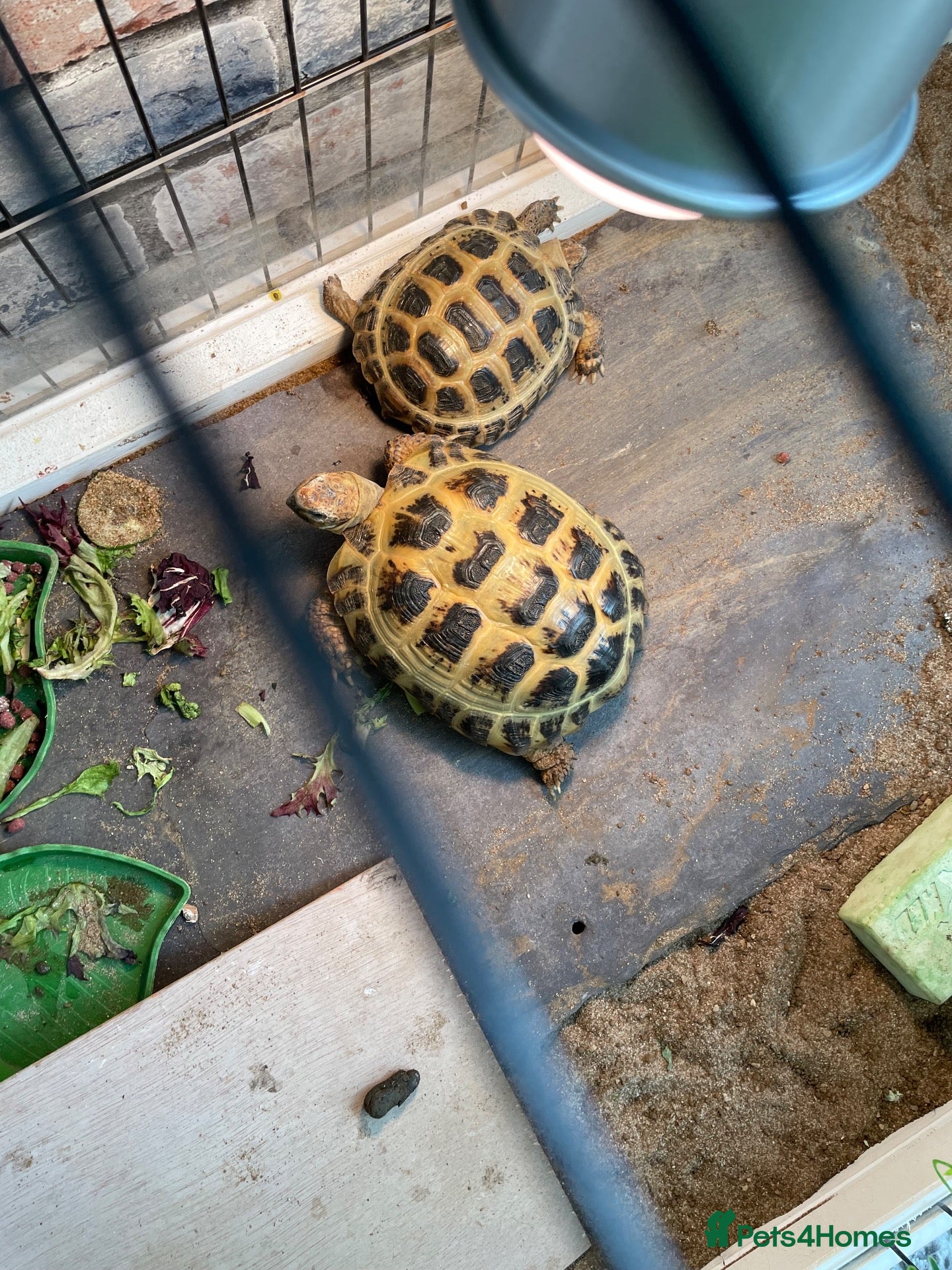 Hermann Tortoise reptiles tortoise - Advert 1
