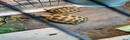 Hermann Tortoise reptiles for sale: tortoise in Melksham - Advert 1