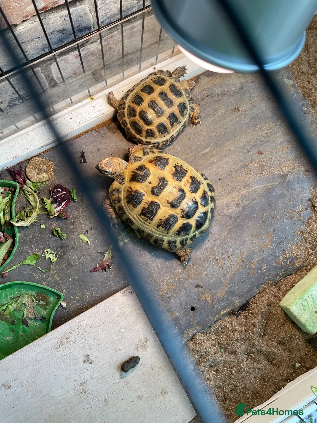 Hermann Tortoise reptiles for sale: tortoise in Melksham - Advert 1