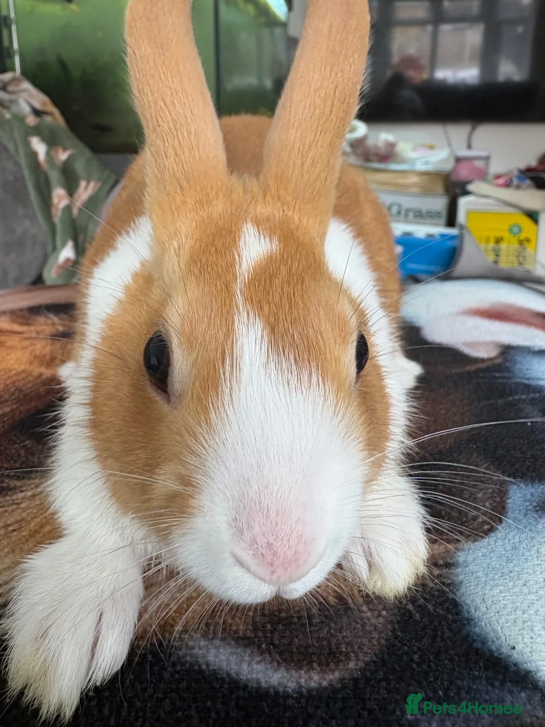 Dutch rabbits for sale: Dutch rabbit  in Rugby - Advert 1