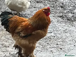 Chickens poultry Barahma Colombia cockerels - Advert 22