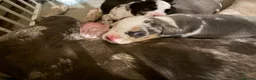 Mixed Breed dogs for sale: Tri Merle Staff lovely colours  in Hemel Hempstead - Advert 35