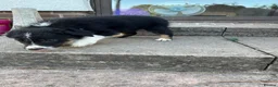Border Collie dogs for sale: Beautiful Litter of ISDS registered pups - Advert 12
