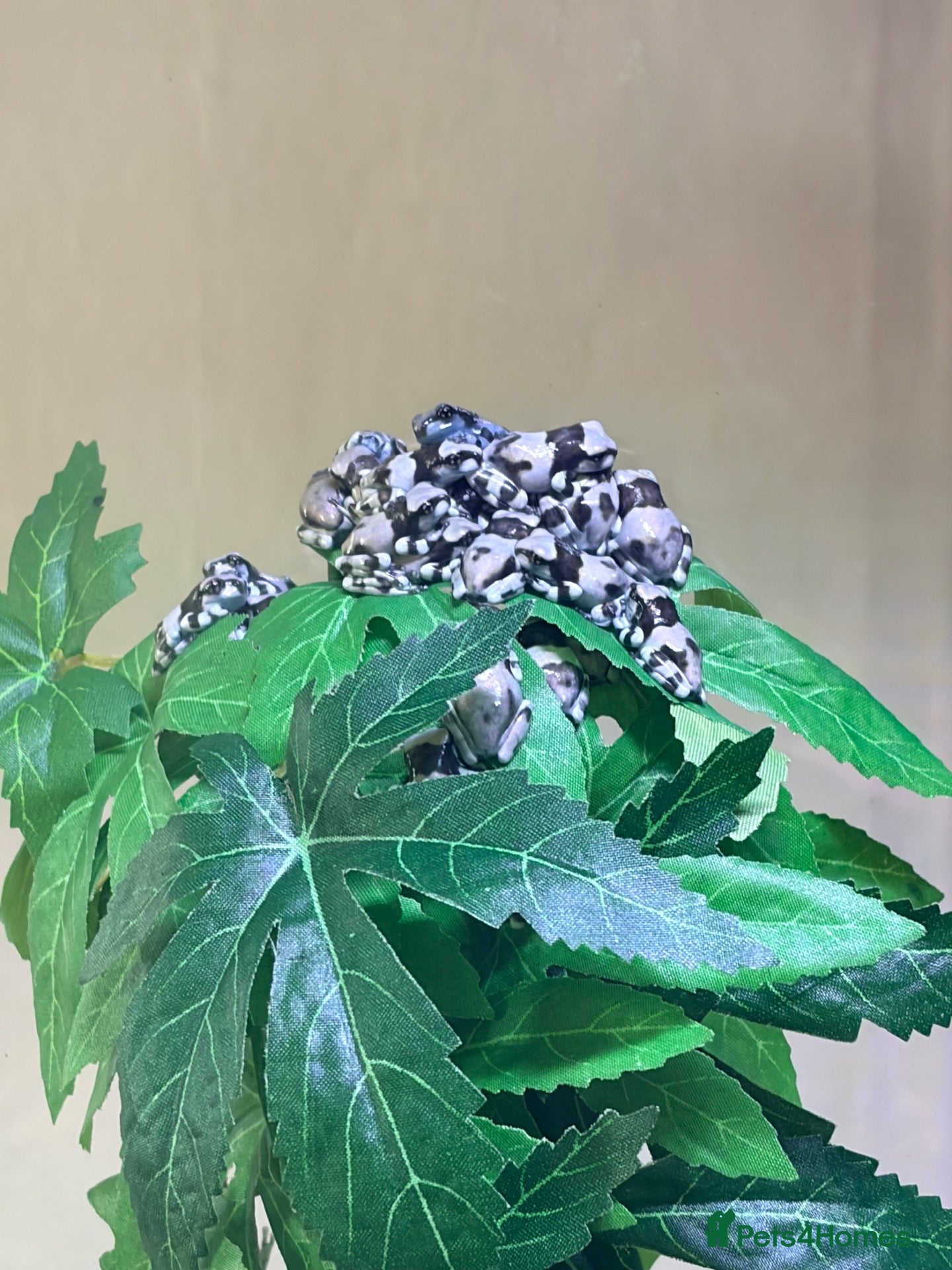 Frog reptiles Amazon milk frog froglets - Advert 4