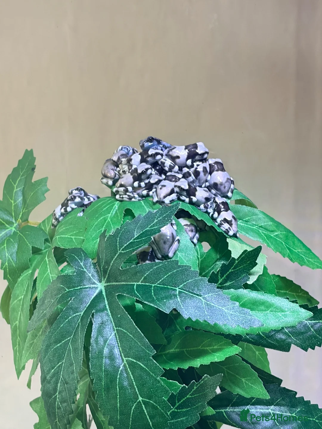Frog reptiles for sale: Amazon milk frog froglets - Advert 1