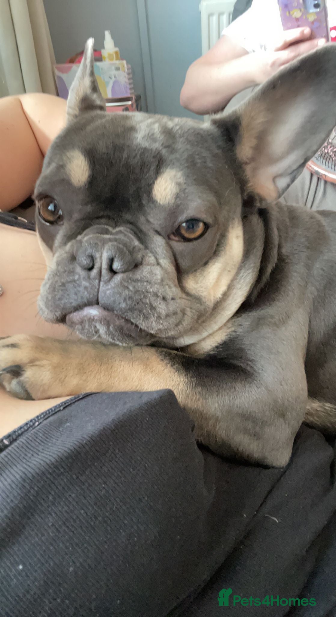 French Bulldog dogs Kc registered French bulldog puppies - Advert 1