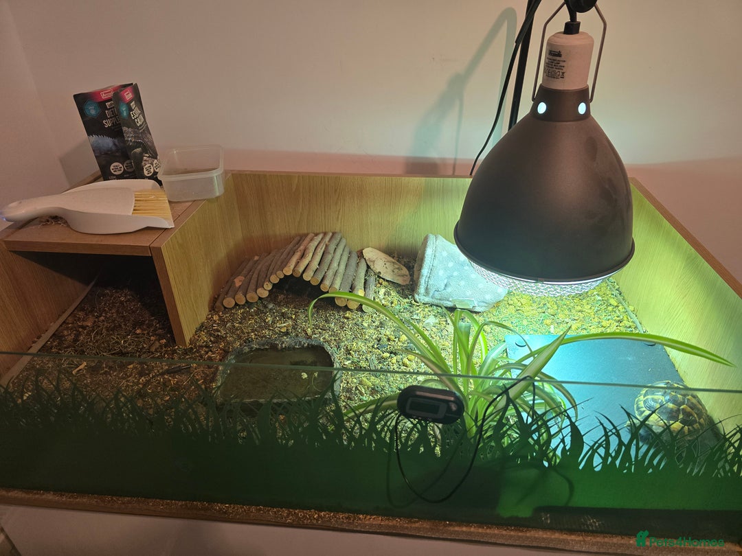 Hermann Tortoise reptiles for sale: Western Hermann tortoise for sale with full set up - Advert 3