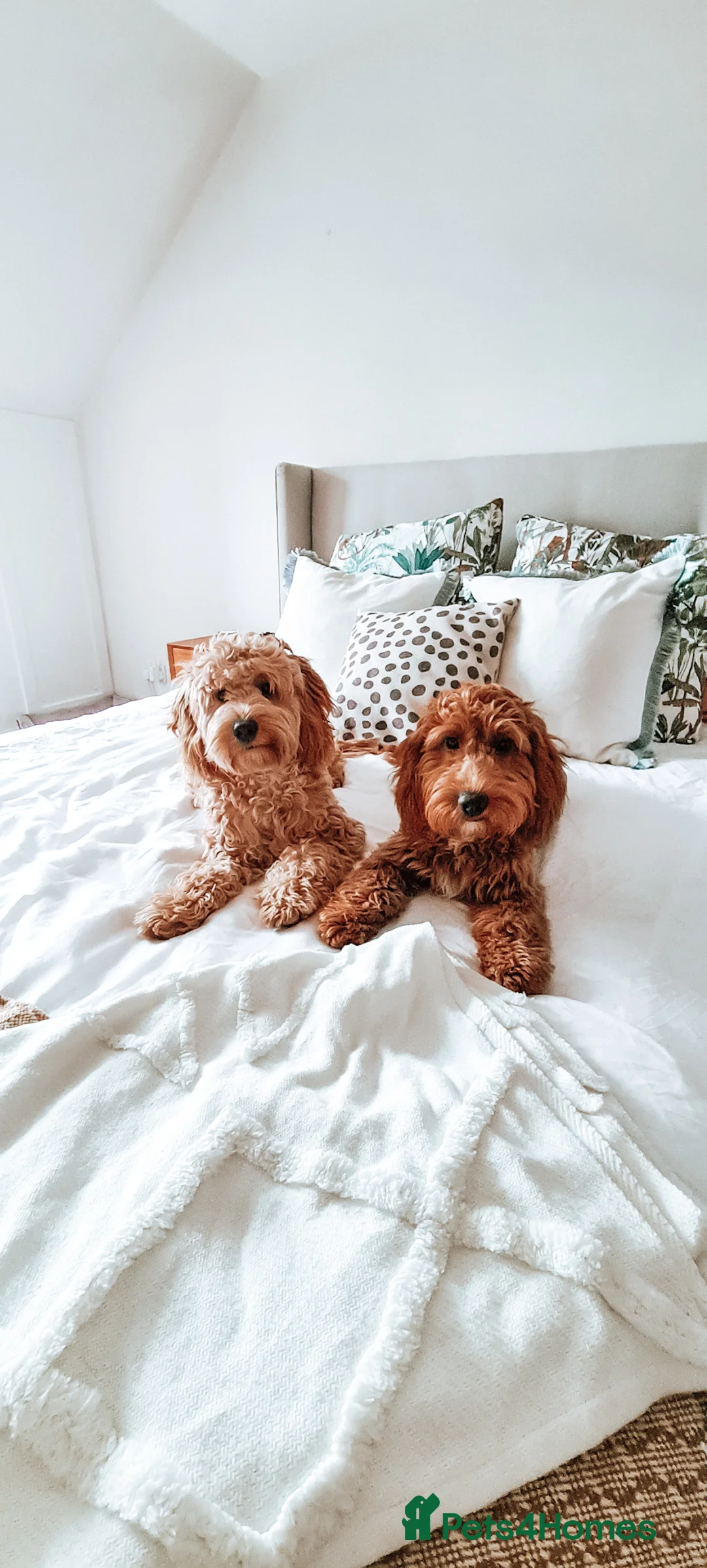 Cockapoo dogs for sale: Cockapoo Puppies (F2) in Livingston - Advert 5